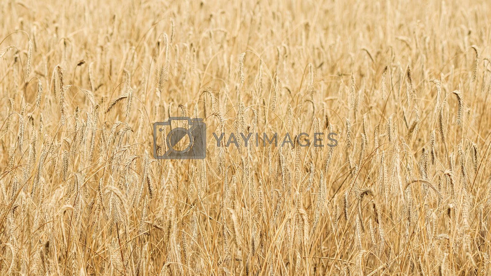 Royalty free image of Dry ripe rye spicas of meadow field. Rural scenery, natural background. Agriculture, harvest concept. by Olayola