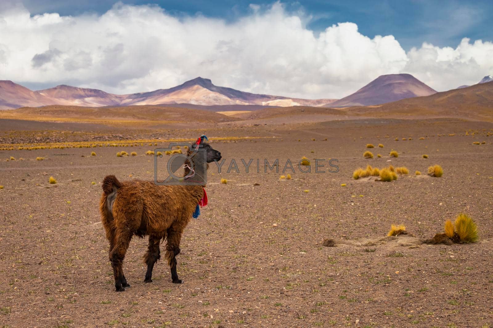 Royalty free image of Young llama in the wild of Atacama Desert, Andes altiplano, Chile by positivetravelart
