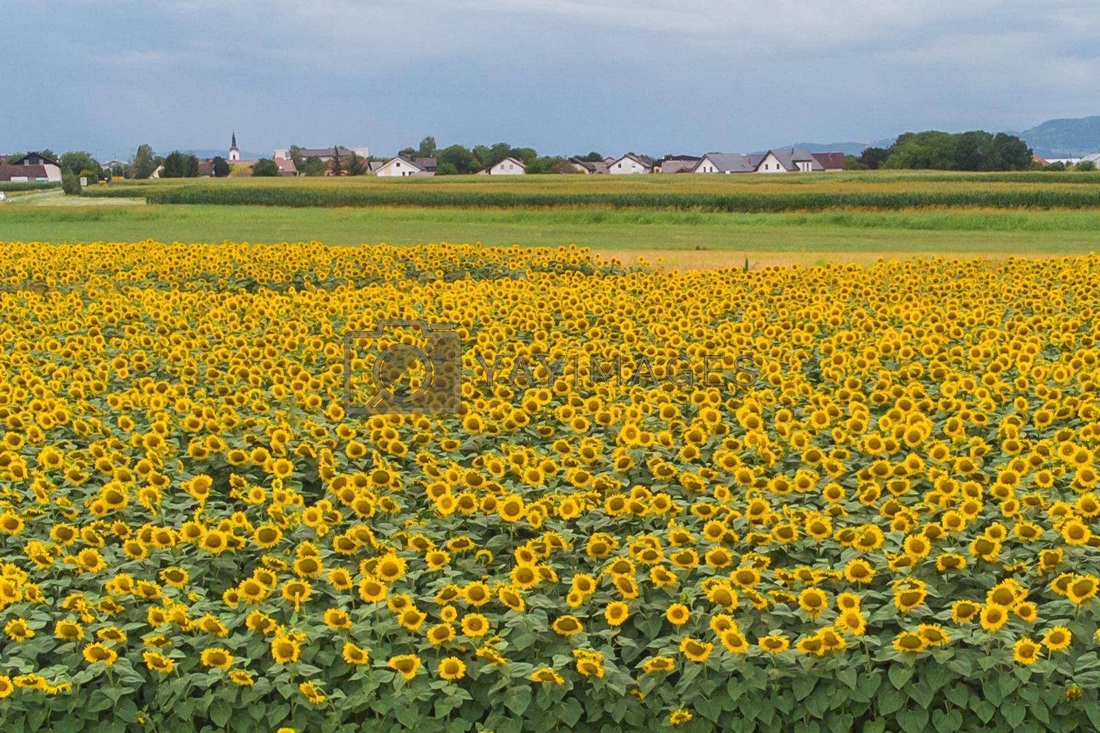 Royalty free image of Wonderful panoramic view of field of sunflowers by summertime. by kasto