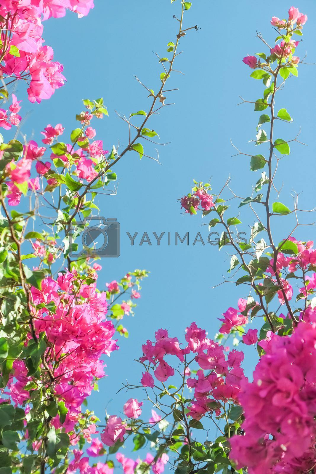 Royalty free image of Living life in bloom by Anneleven