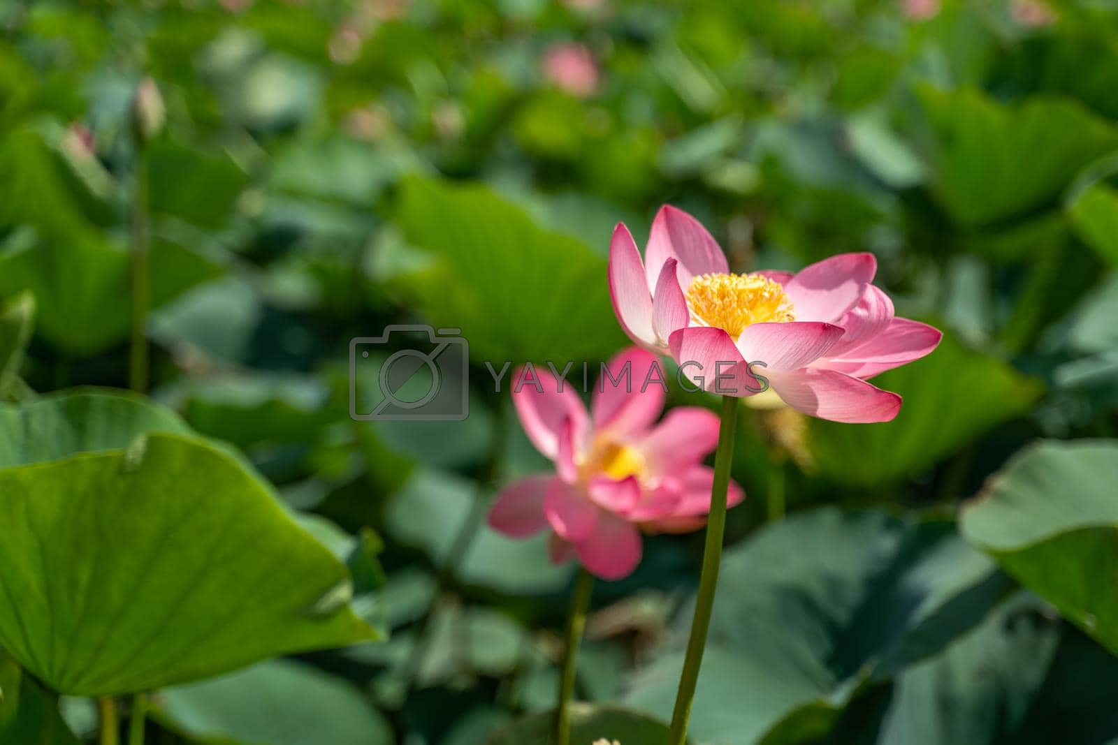 Royalty free image of A pink lotus flower sways in the wind. Against the background of their green leaves. Lotus field on the lake in natural environment. by Matiunina