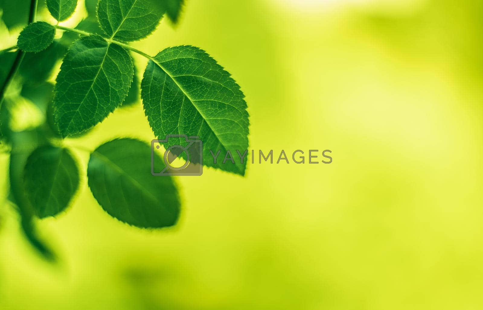 Royalty free image of The best time to plant a tree is now by Anneleven