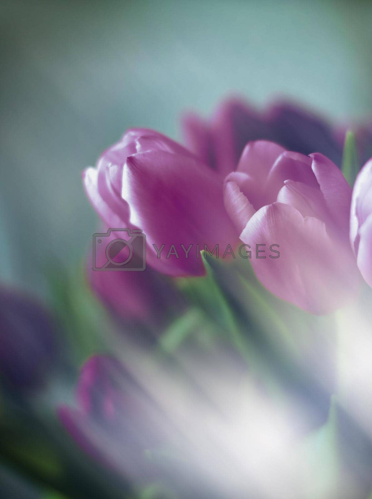 Royalty free image of Purple tulip bouquet by Anneleven