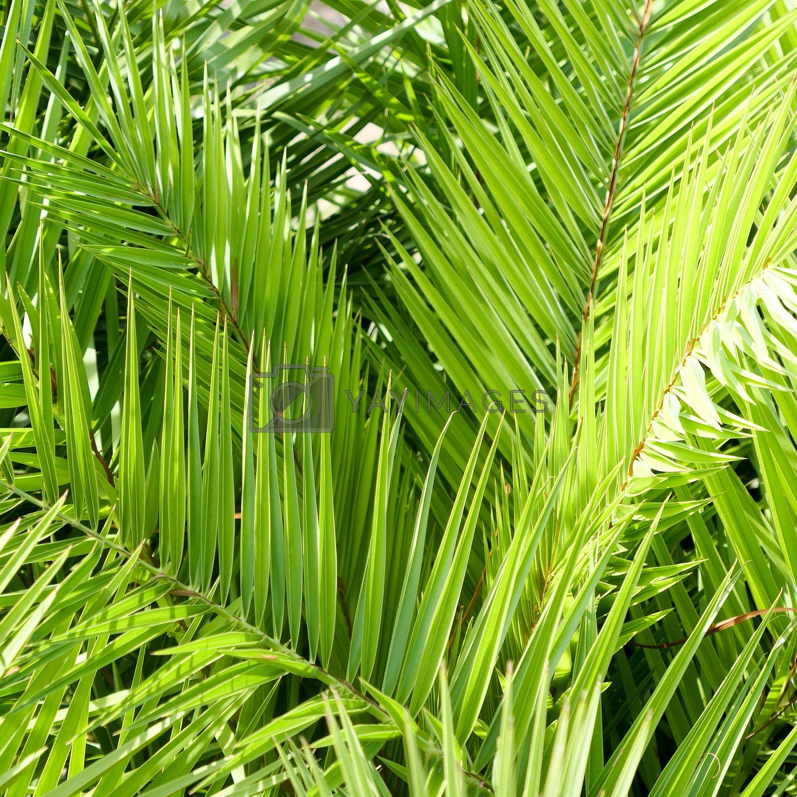 Royalty free image of Palm leaves in summertime by Anneleven