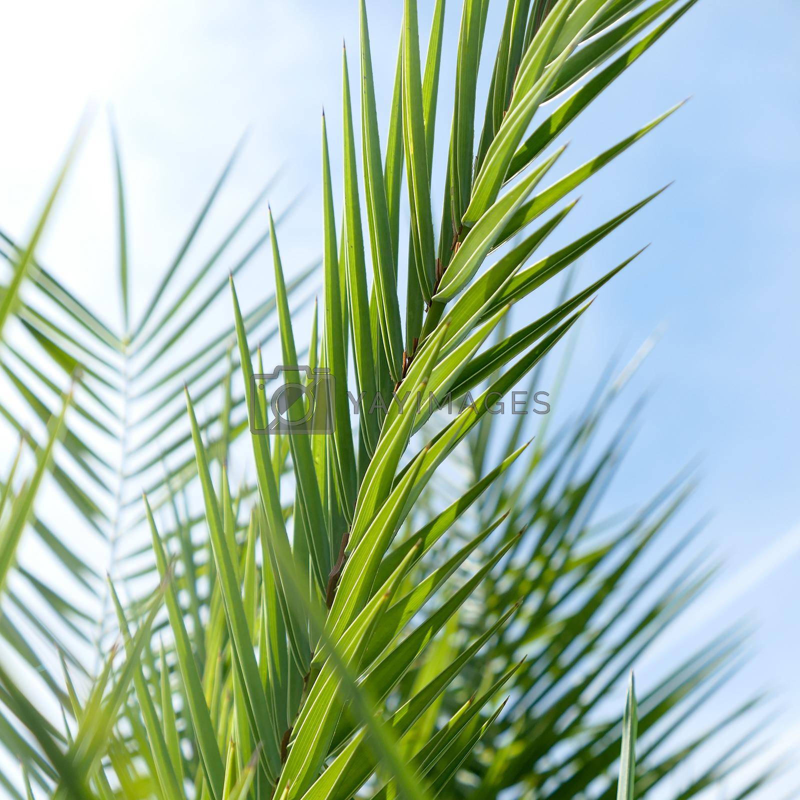 Royalty free image of Palm leaves in summertime by Anneleven