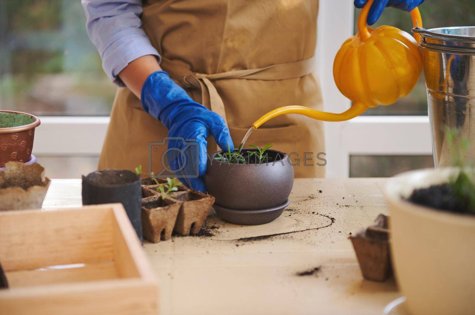 Royalty free image of Close-up of housewife, florist in blue rubber work gloves using an orange watering can, waters rosemary in a flower pot by artgf