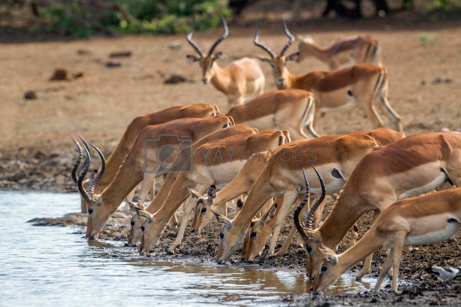 Royalty free image of Impala in Kruger National park, South Africa by PACOCOMO