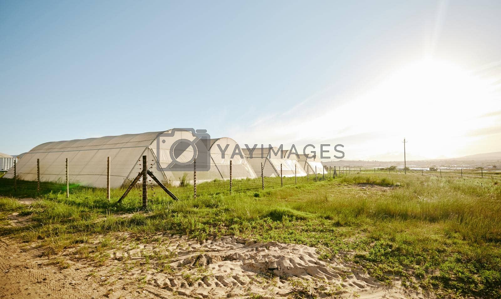 Royalty free image of Farming, crop and outdoor green house field in agricultural environment. Growing fresh produce with sustainability and clean energy. Eco friendly food garden for environmental health and lifestyle. by YuriArcurs