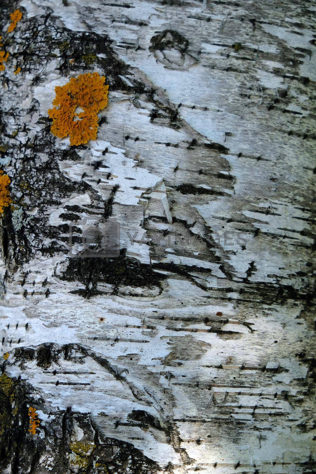 Royalty free image of Black-white striped and cracked natural texture of russian birch bark by IvanSNS