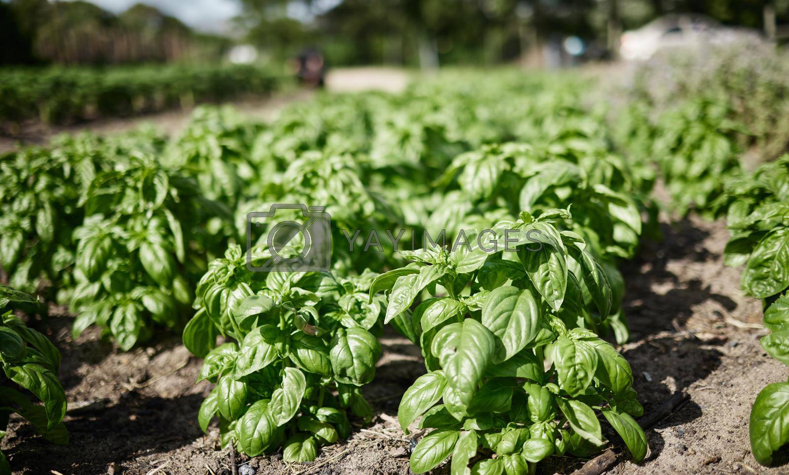 Farm environment, sustainability or plant agriculture in countryside with growth and nature background of healthy spinach plants. Vegetable garden landscape in spring with natural green land or field.