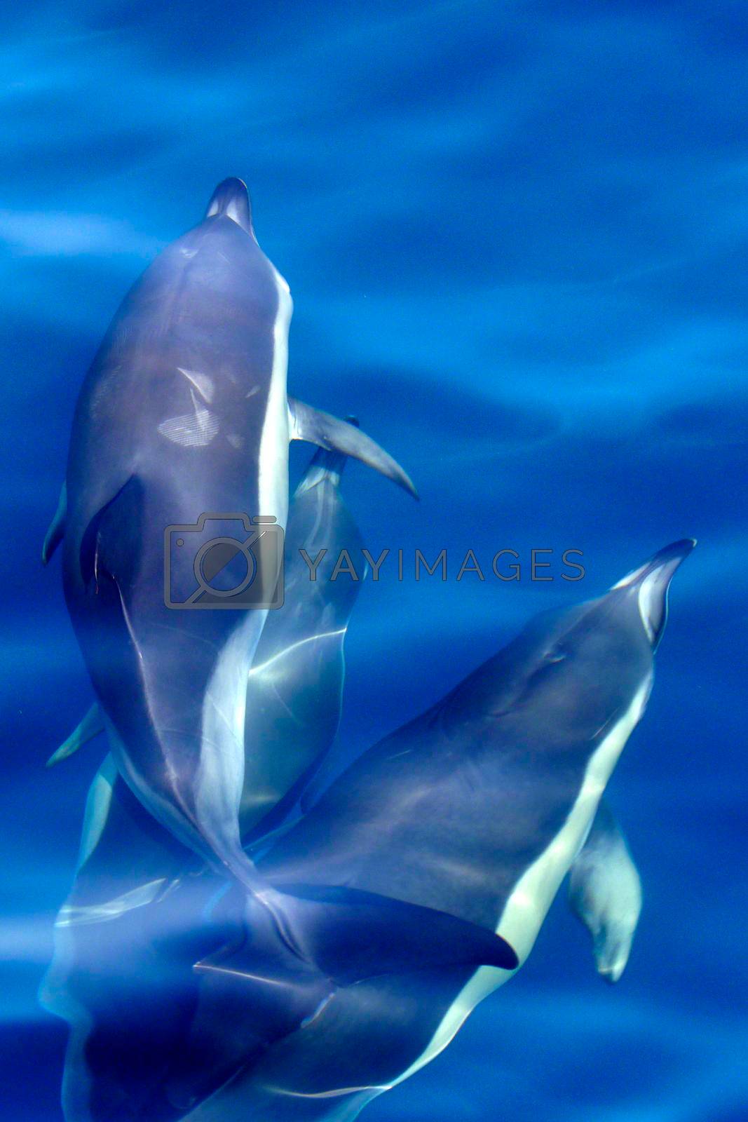 Royalty free image of Short-beaked Common Dolphin, El Estrecho Natural Park, Spain by alcaproac