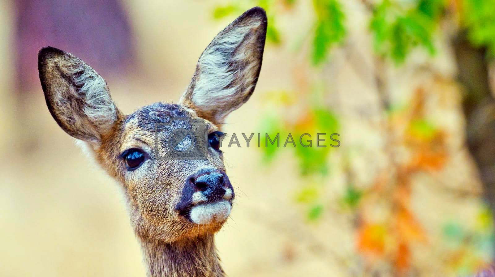 Royalty free image of European Roe Deer, Mediterranean Forest, Spain  by alcaproac