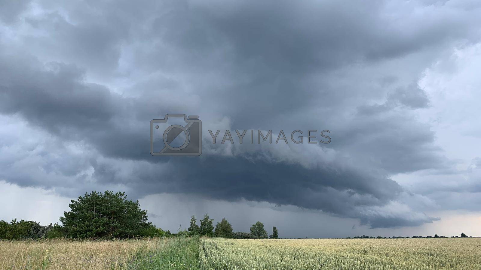 Royalty free image of Wheat fields with spikelets close-up by Olena_Mykhailenko
