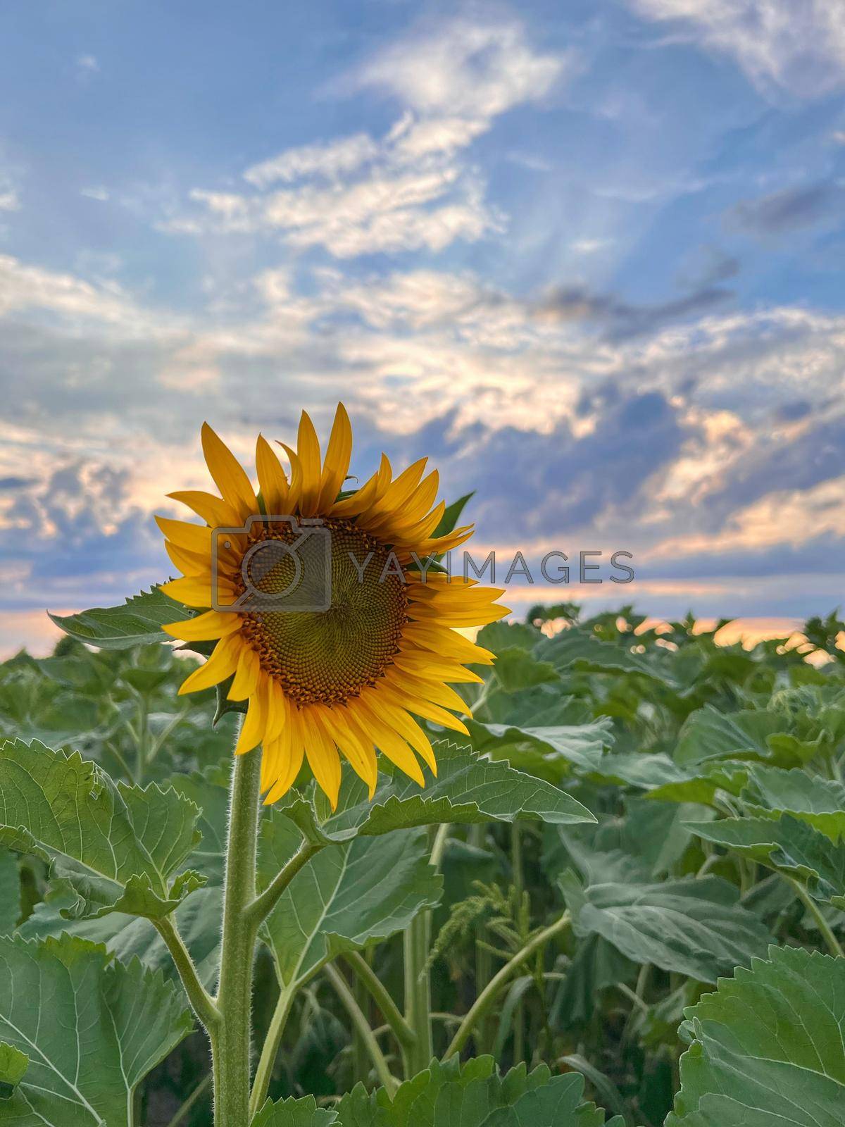 Royalty free image of Sunflower field yellow summer close up by Olena_Mykhailenko