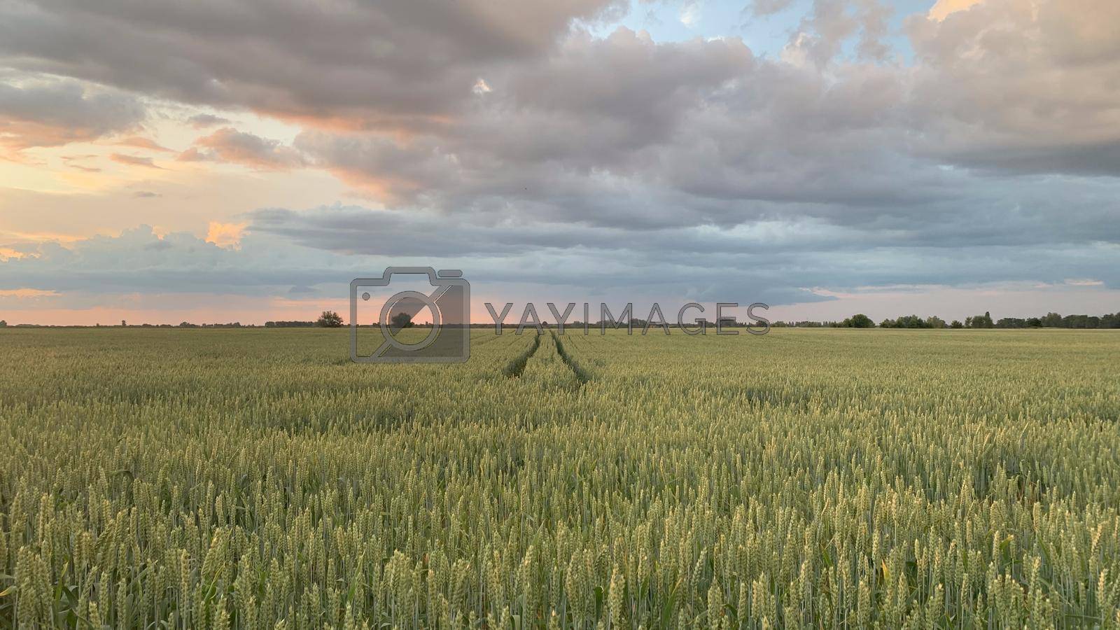 Royalty free image of Wheat fields with spikelets close-up by Olena_Mykhailenko