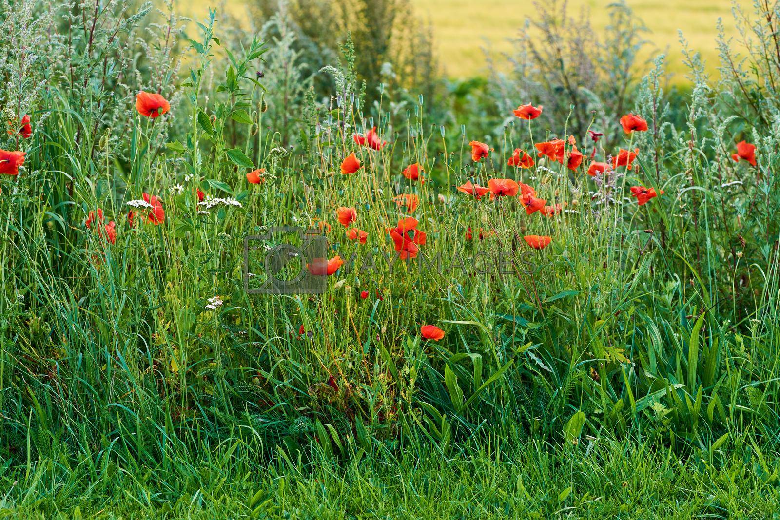 Poppies blooming. Wild Poppies blooming in the countryside - Denmark