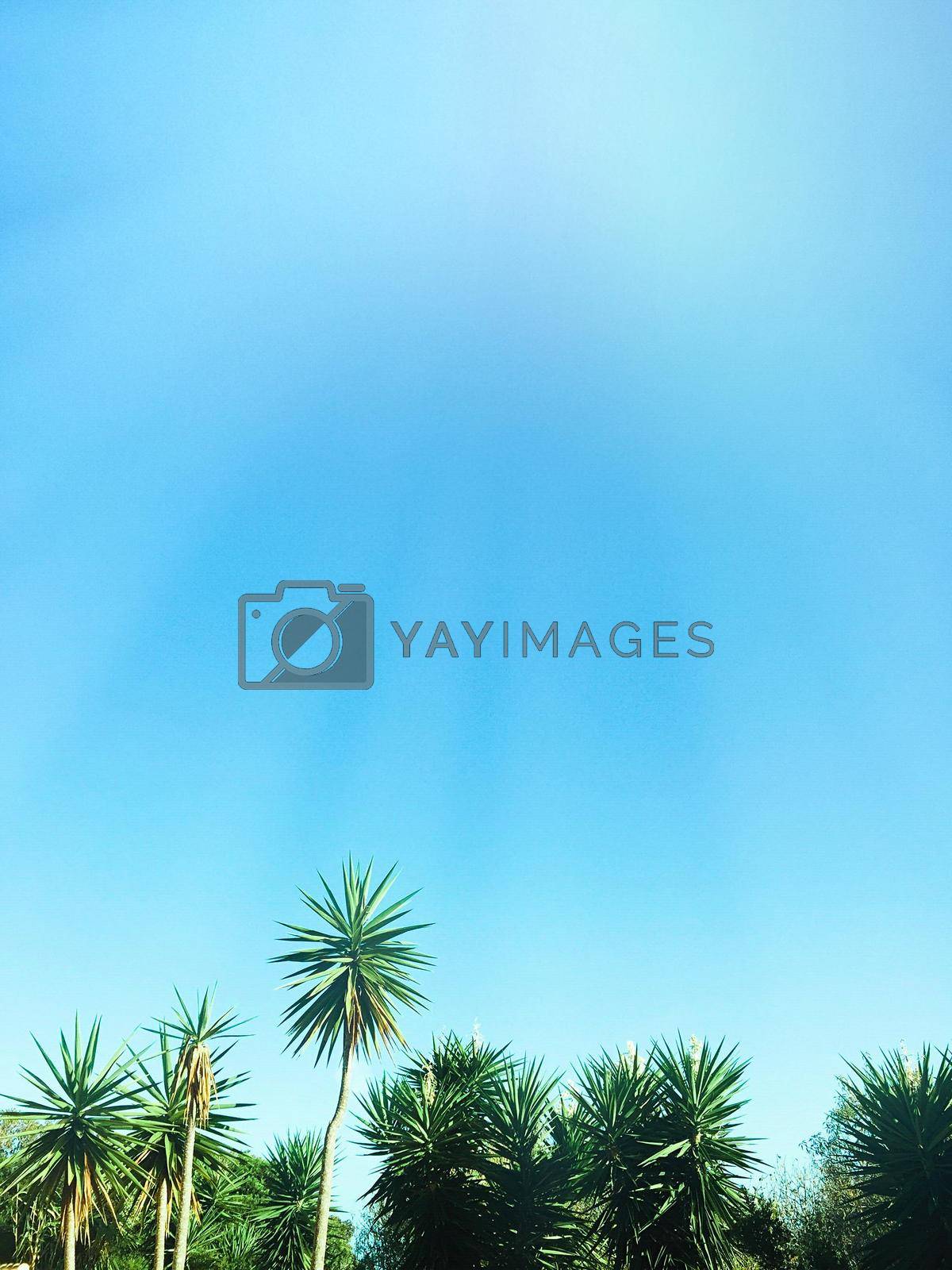 Palm trees by the sea - summer vacation, beautiful nature and travel concept. Beauty of the tropics