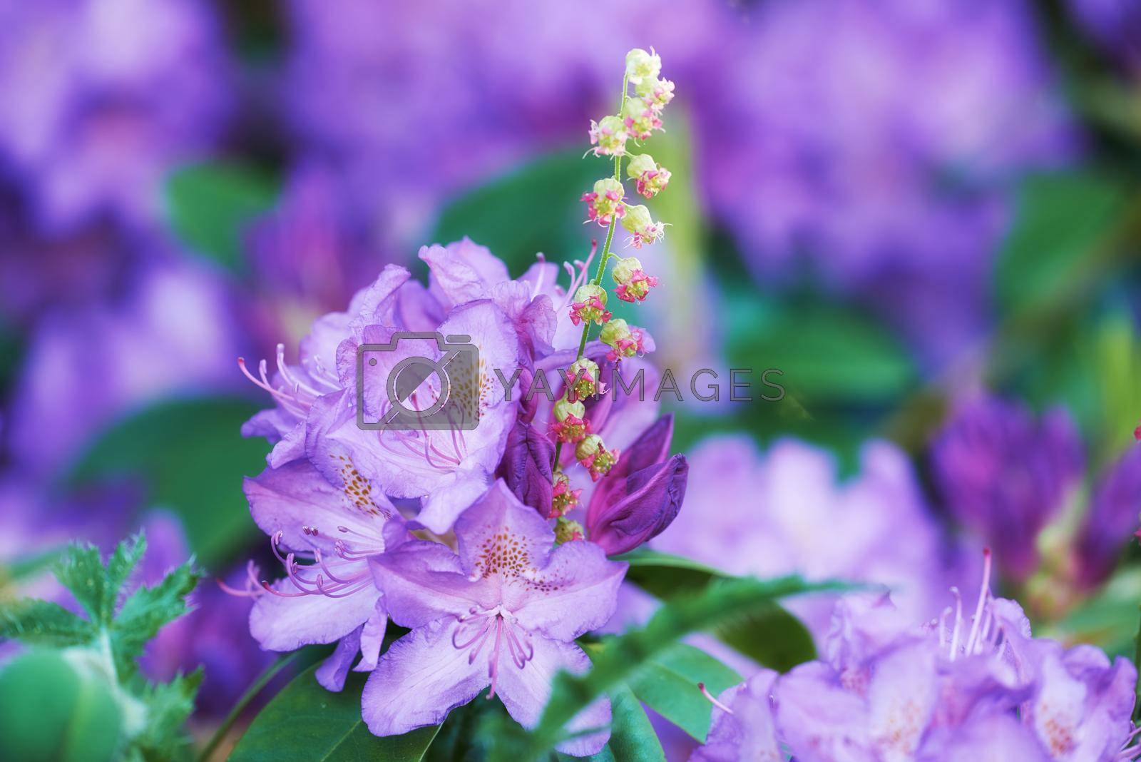 Royalty free image of Rhododendron - garden flowers in May by YuriArcurs
