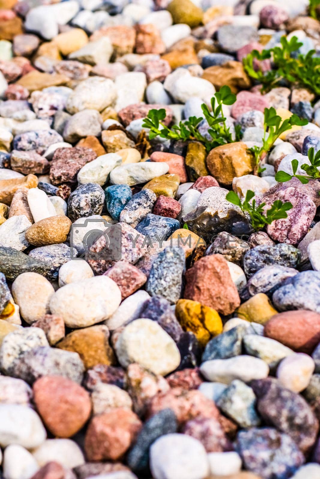 Royalty free image of Stone pebbles background texture, landscape architecture by Anneleven