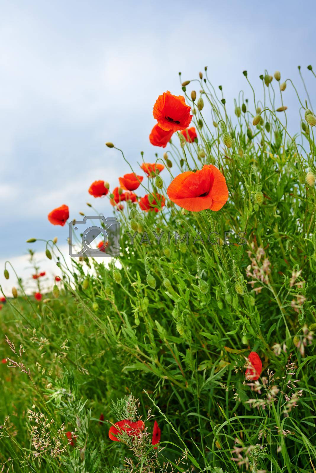 Poppies blooming in the countryside. Poppies blooming in the countryside - Denmark