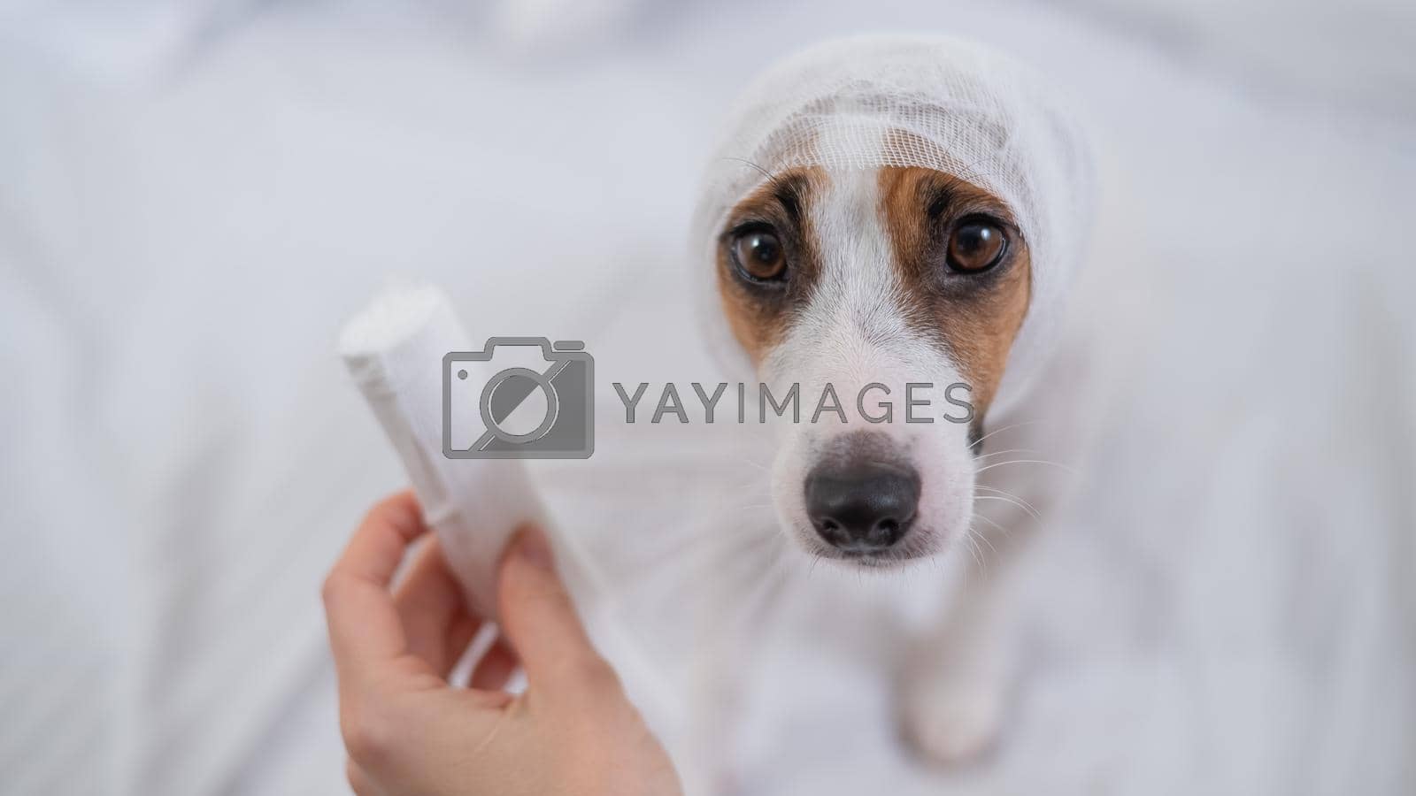 Royalty free image of Veterinarian wraps a bandage around the head of a dog Jack Russell Terrier. by mrwed54