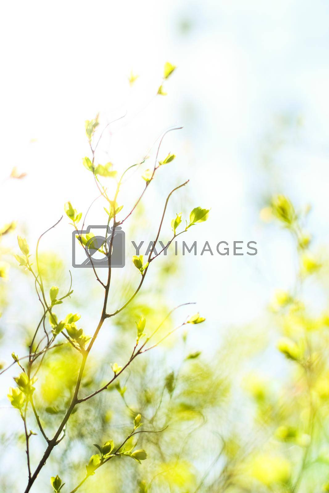Royalty free image of Green leaves in springtime, nature background by Anneleven