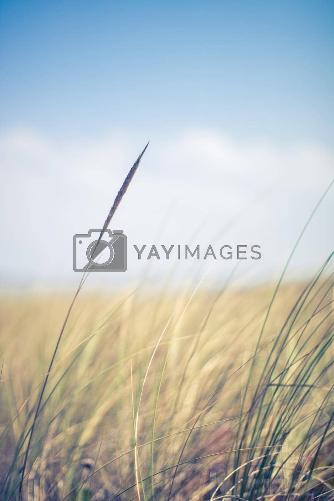 Royalty free image of Rural field, a day in countryside by Anneleven