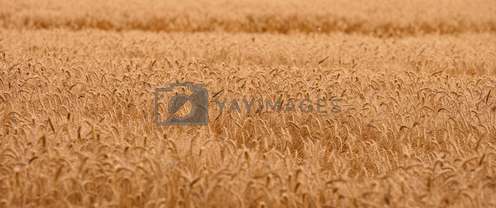 Royalty free image of Field with yellow ripe wheat on a summer day. Good harvest, banner.  by ndanko