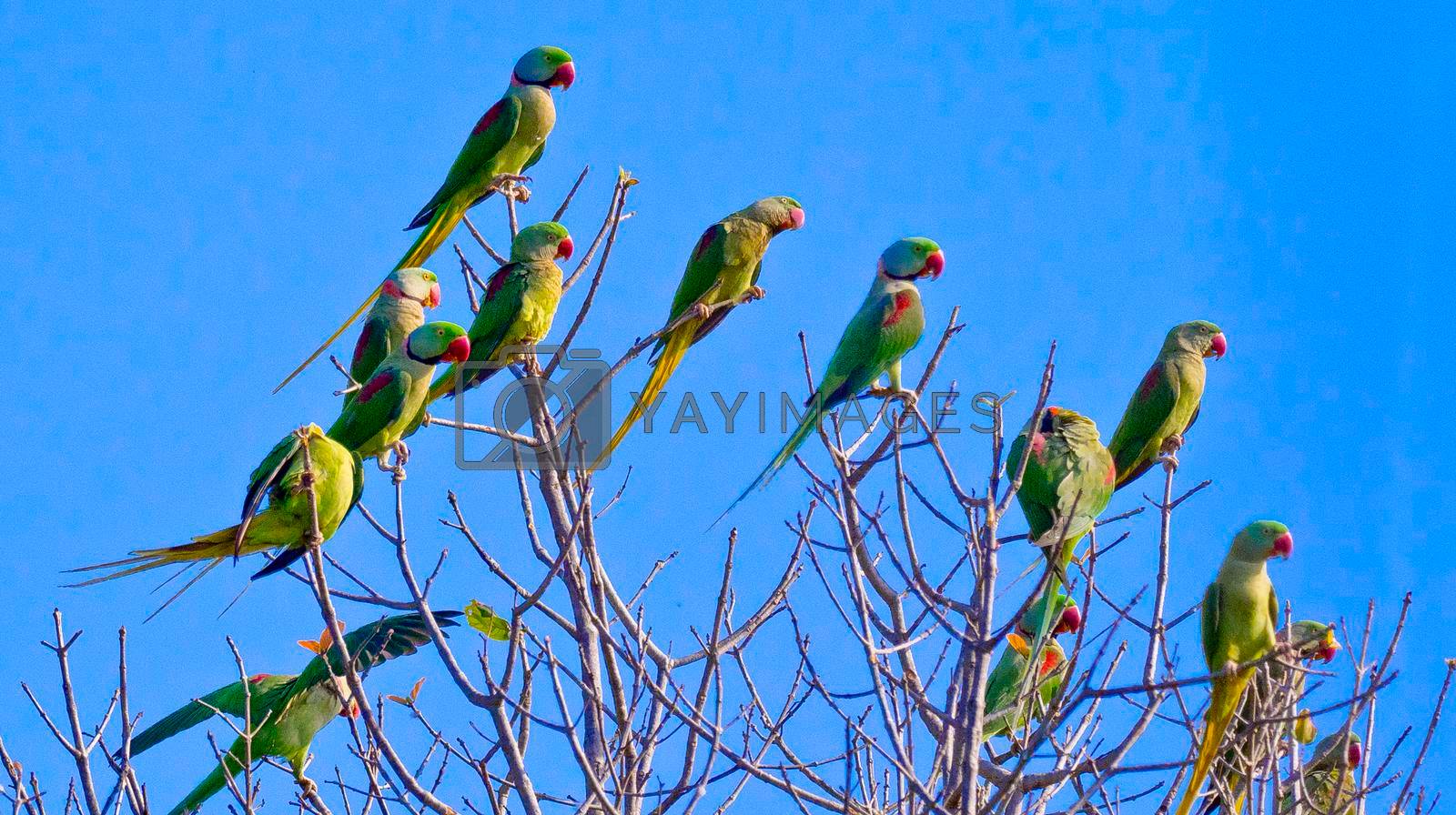 Royalty free image of Alexandrine Parakeet, Royal Bardia National Park, Nepal by alcaproac