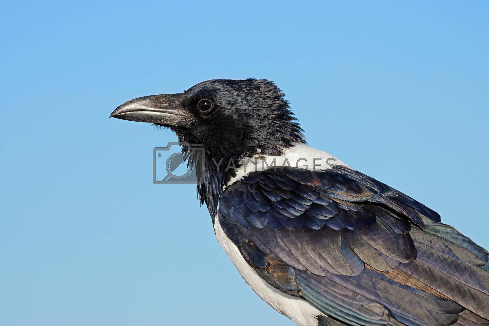 Royalty free image of Pied crow portrait against a blue sky by EcoPic