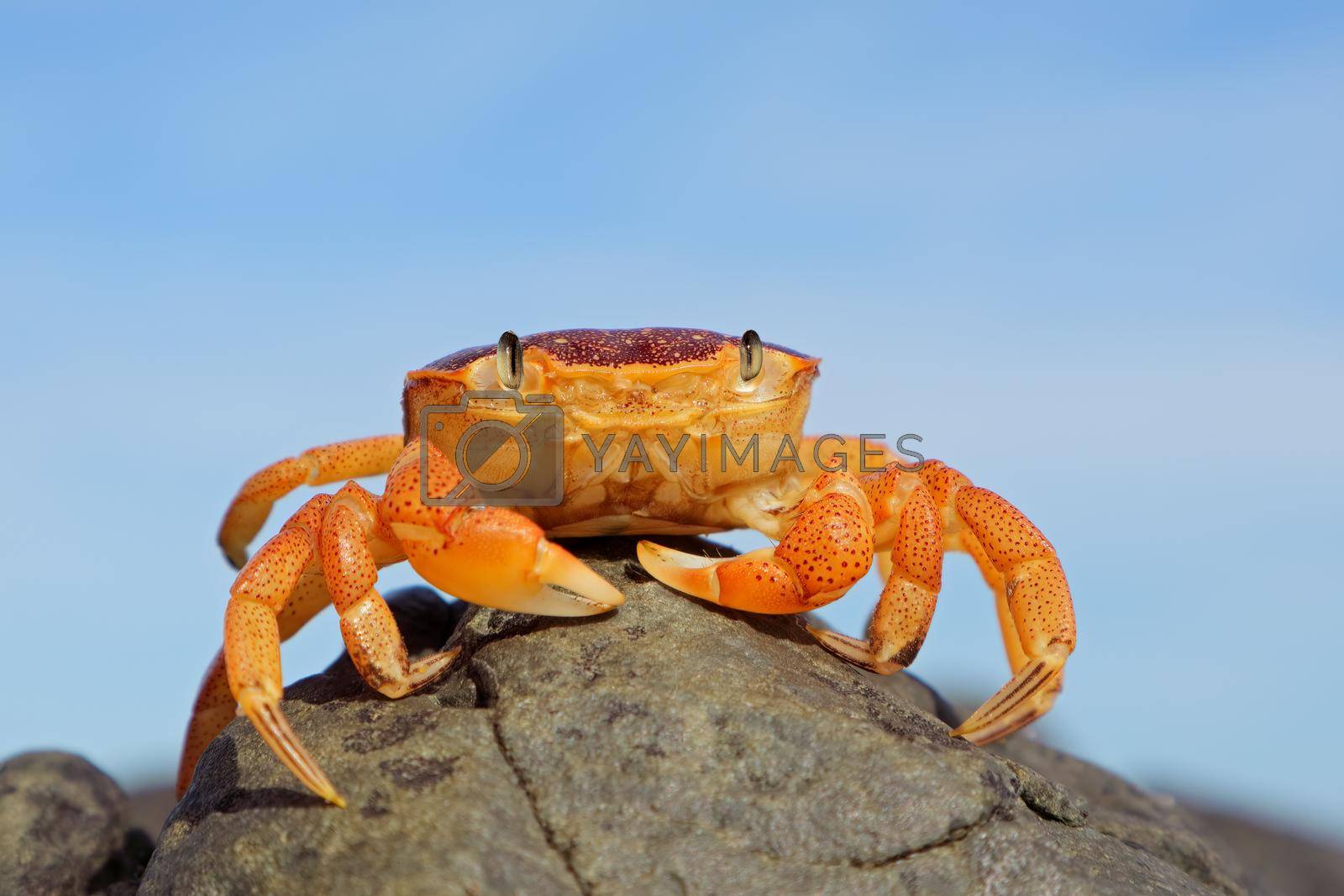 Royalty free image of Common shore crab on a rock by EcoPic