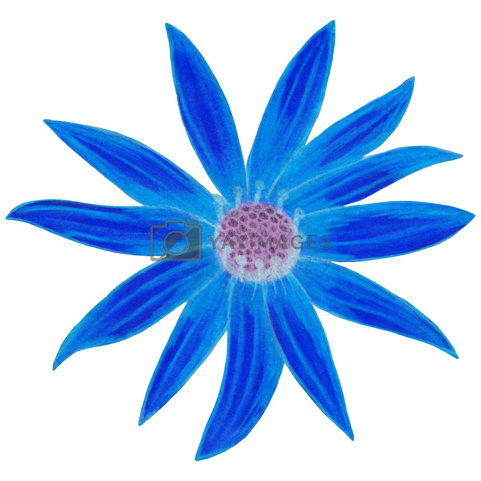 Royalty free image of Hand Drawn Blue Topinambur Isolated on White Background. by Rina_Dozornaya