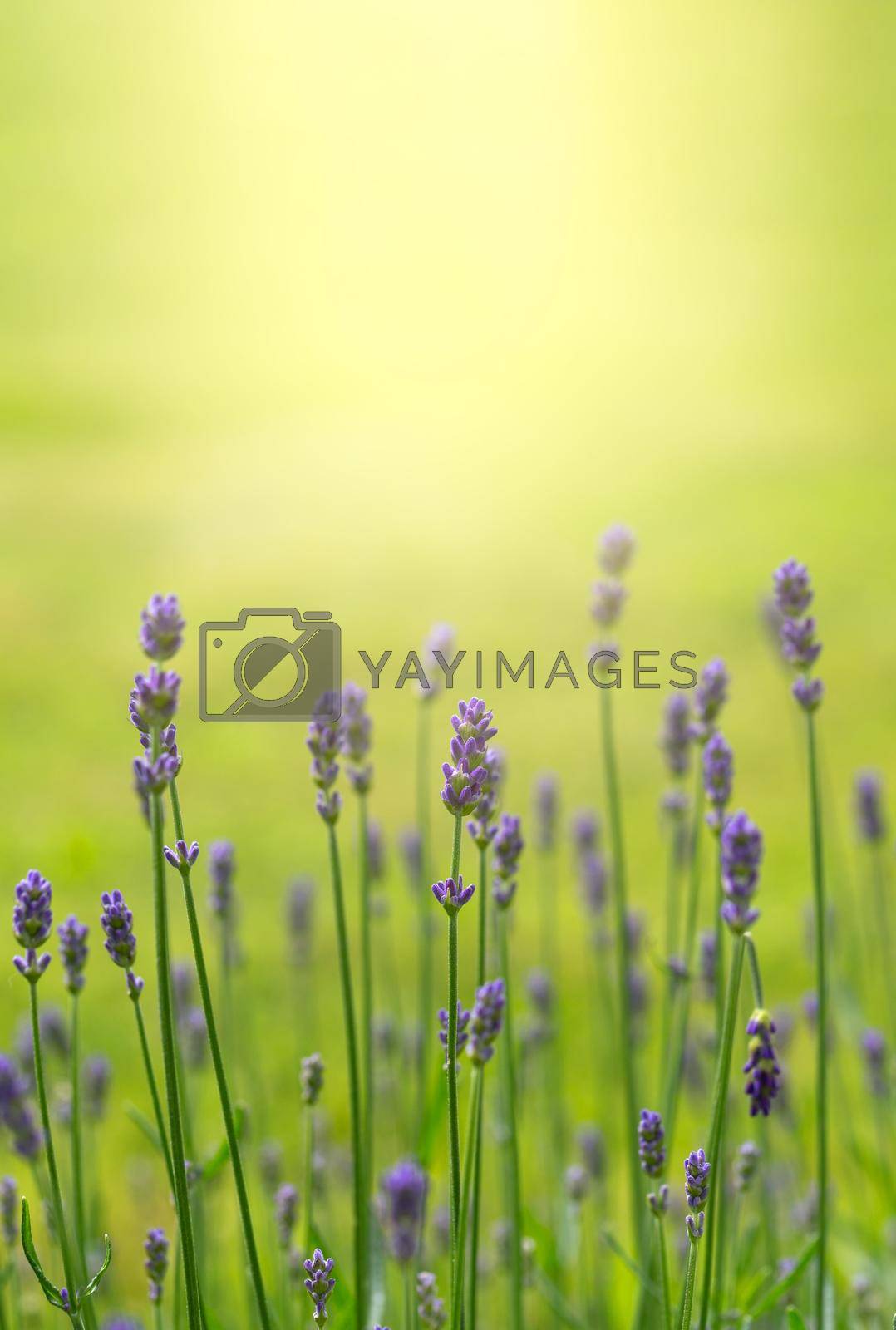 Royalty free image of Lavender flowers against blurry green background by Lana_M