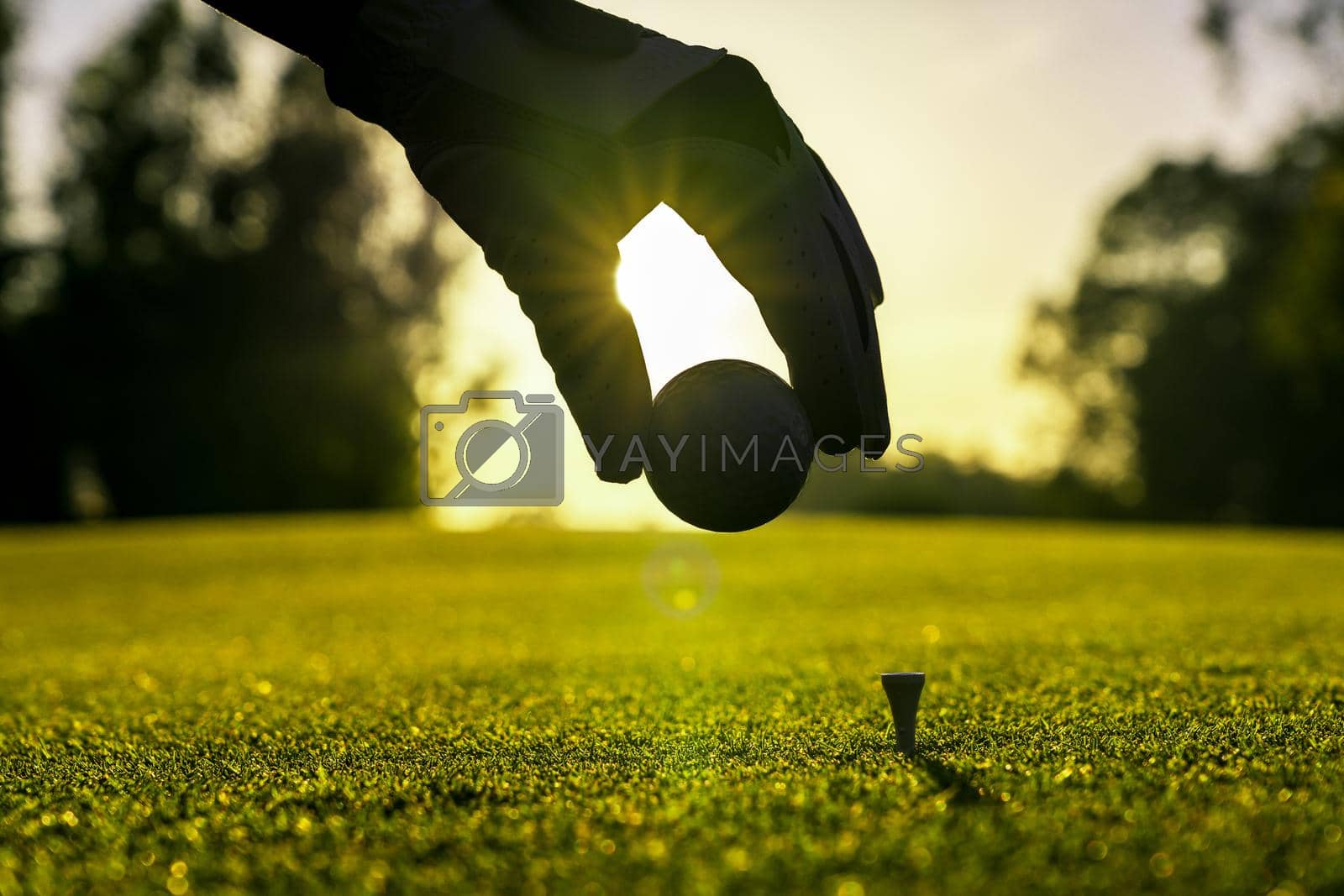 Royalty free image of Golfer wearing glove placing golf ball on a tee at golf course by sdf_qwe