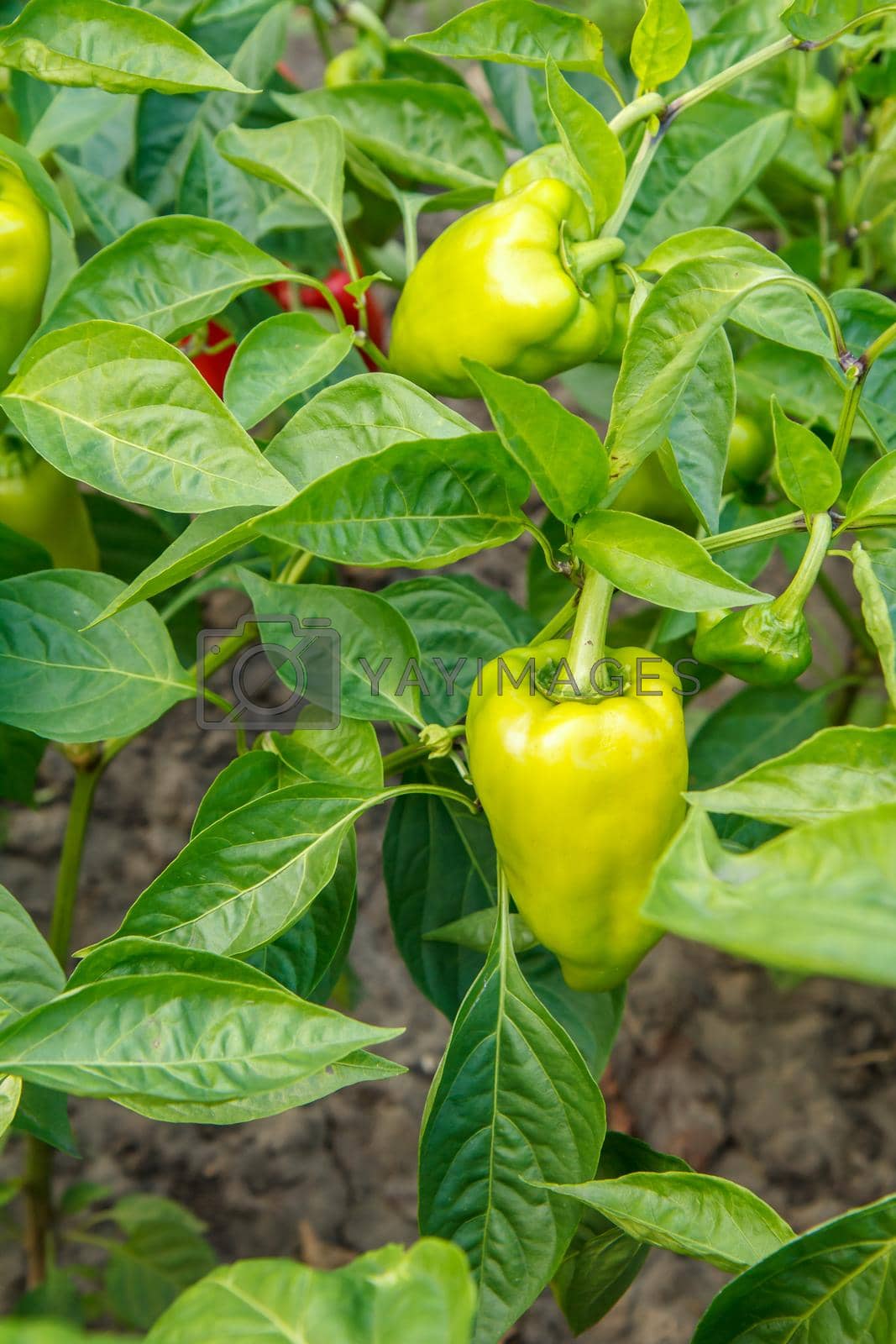 Royalty free image of Unripe bell peppers growing on bush in the garden by mvg6894