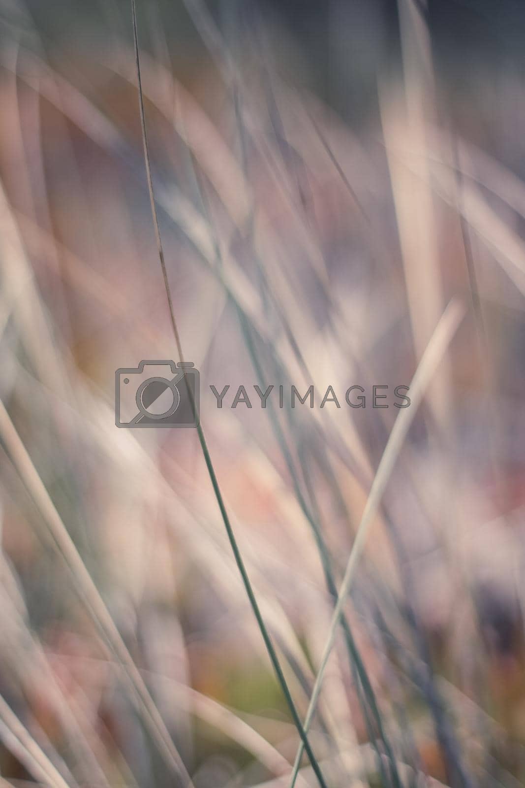 Royalty free image of Rural field, a day in countryside by Anneleven