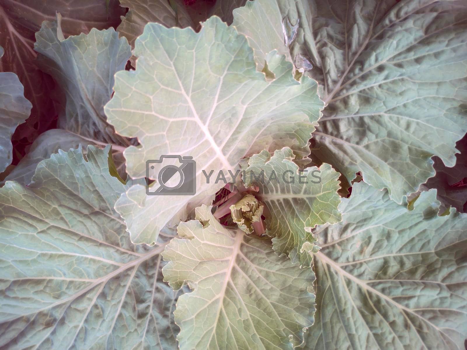 Royalty free image of A head of cabbage grows in the garden by georgina198