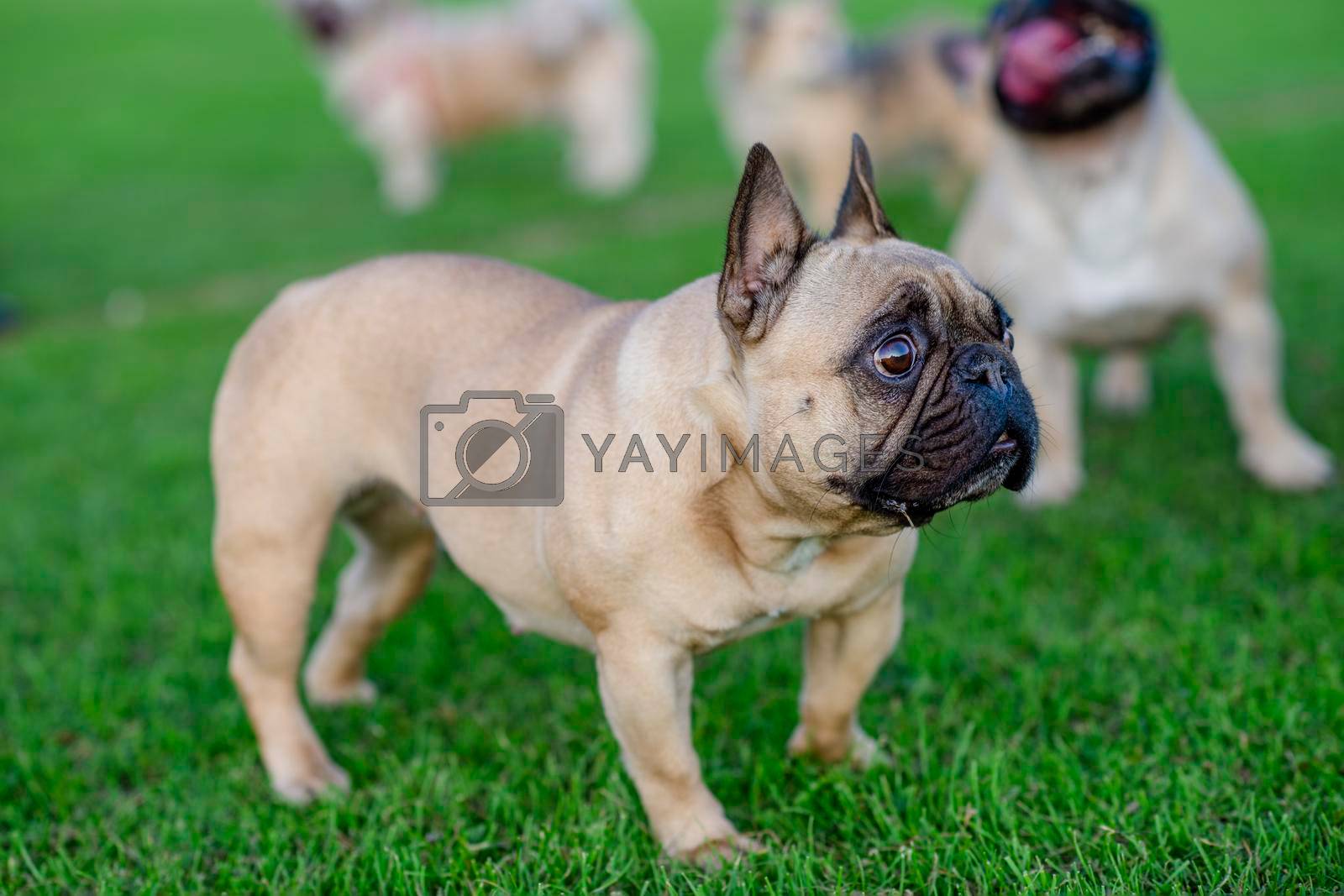Royalty free image of French Bulldog out for a walk on the green grass in sunny warm day by Iryna_Melnyk