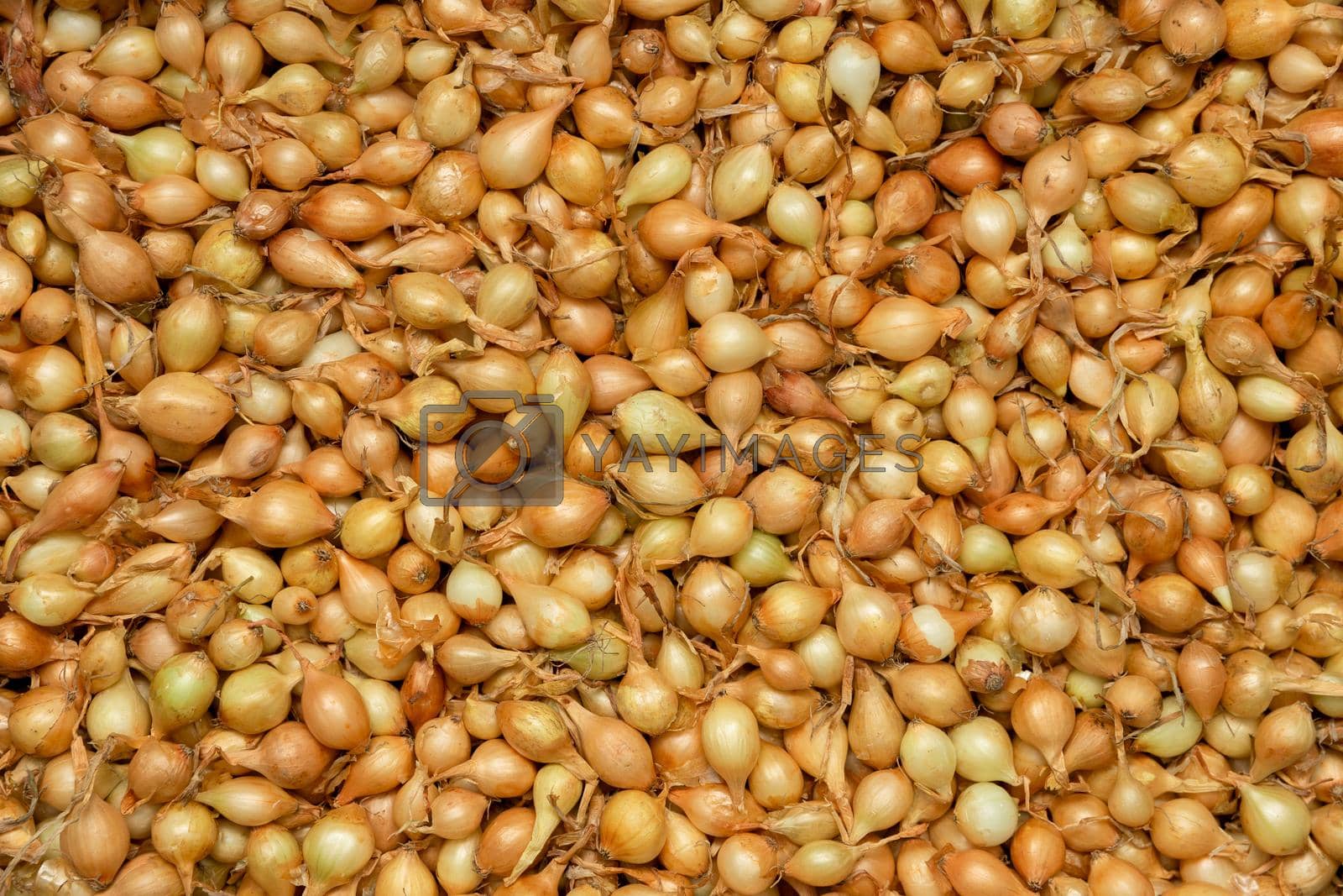 Royalty free image of Background of yellow onion sowing close-up. by BY-_-BY