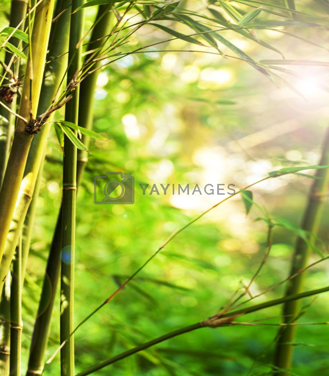 Royalty free image of Tranquil bamboo forest. Closeup shot of sunlight shining through a fern. by YuriArcurs