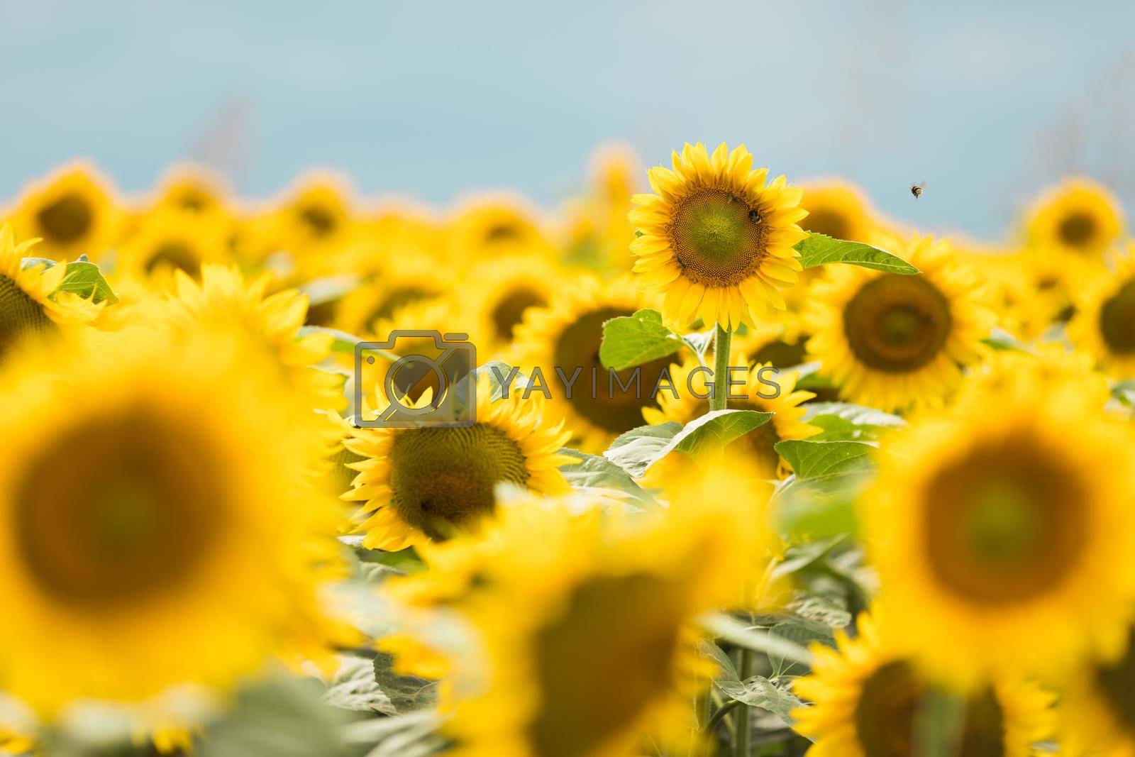 Royalty free image of Wonderful panoramic view of field of sunflowers by summertime by kasto