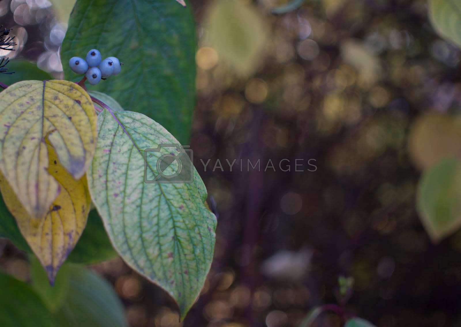 Royalty free image of The beauty of the green of flowers, leaves, nature with the morning sun. by kajasja
