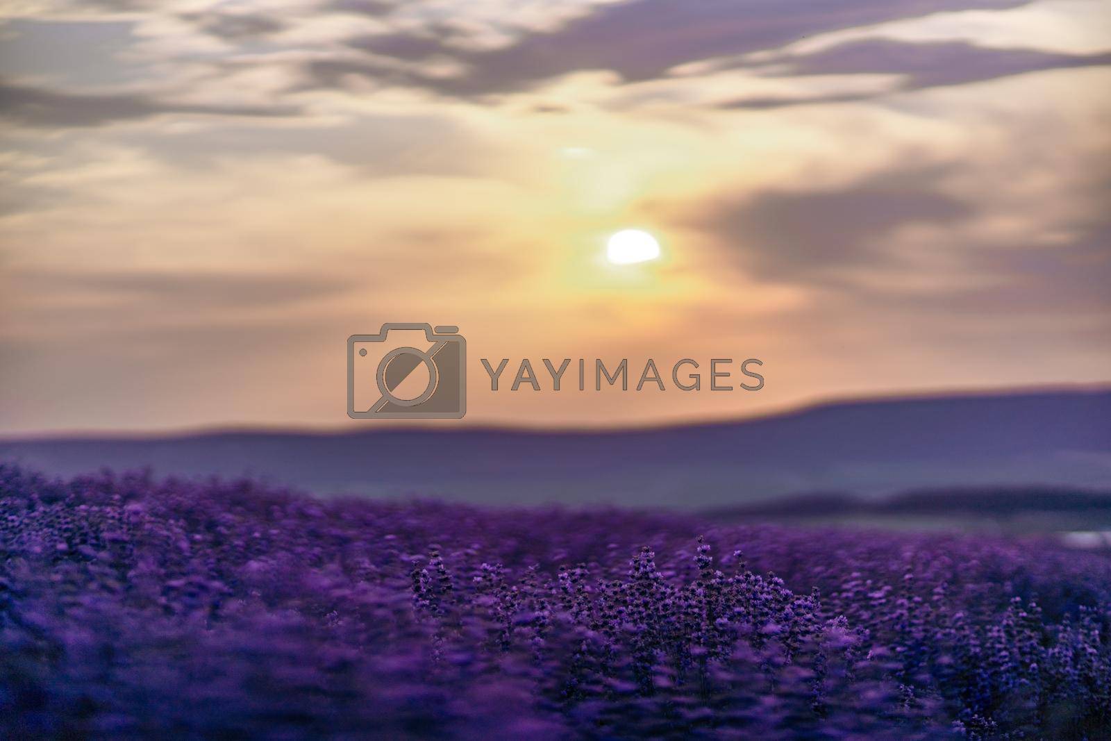 Royalty free image of Blooming lavender in a field at sunset in Provence. Fantastic summer mood, floral sunset landscape of meadow lavender flowers. Peaceful bright and relaxing nature scenery. by Matiunina