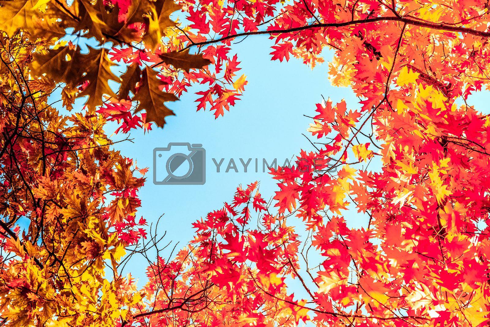 Royalty free image of Beautiful autumn landscape background, vintage nature scene in fall season by Anneleven
