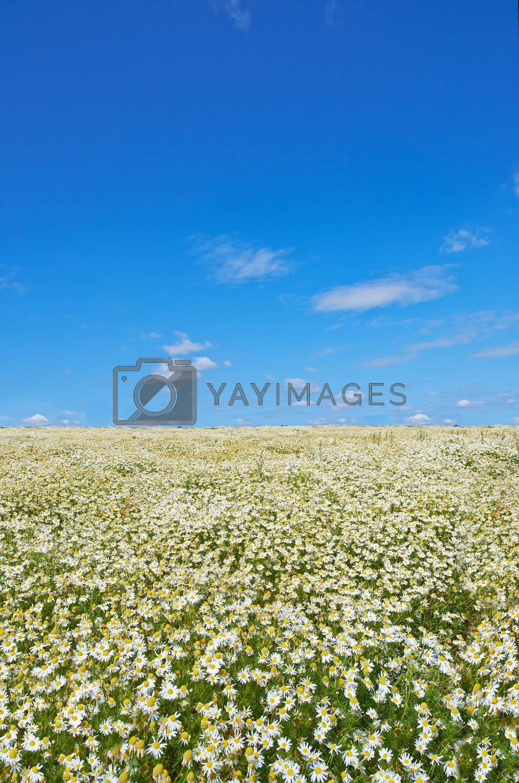 Royalty free image of Idyllic summer scene. A landscape photo of a green field and blue sky. by YuriArcurs