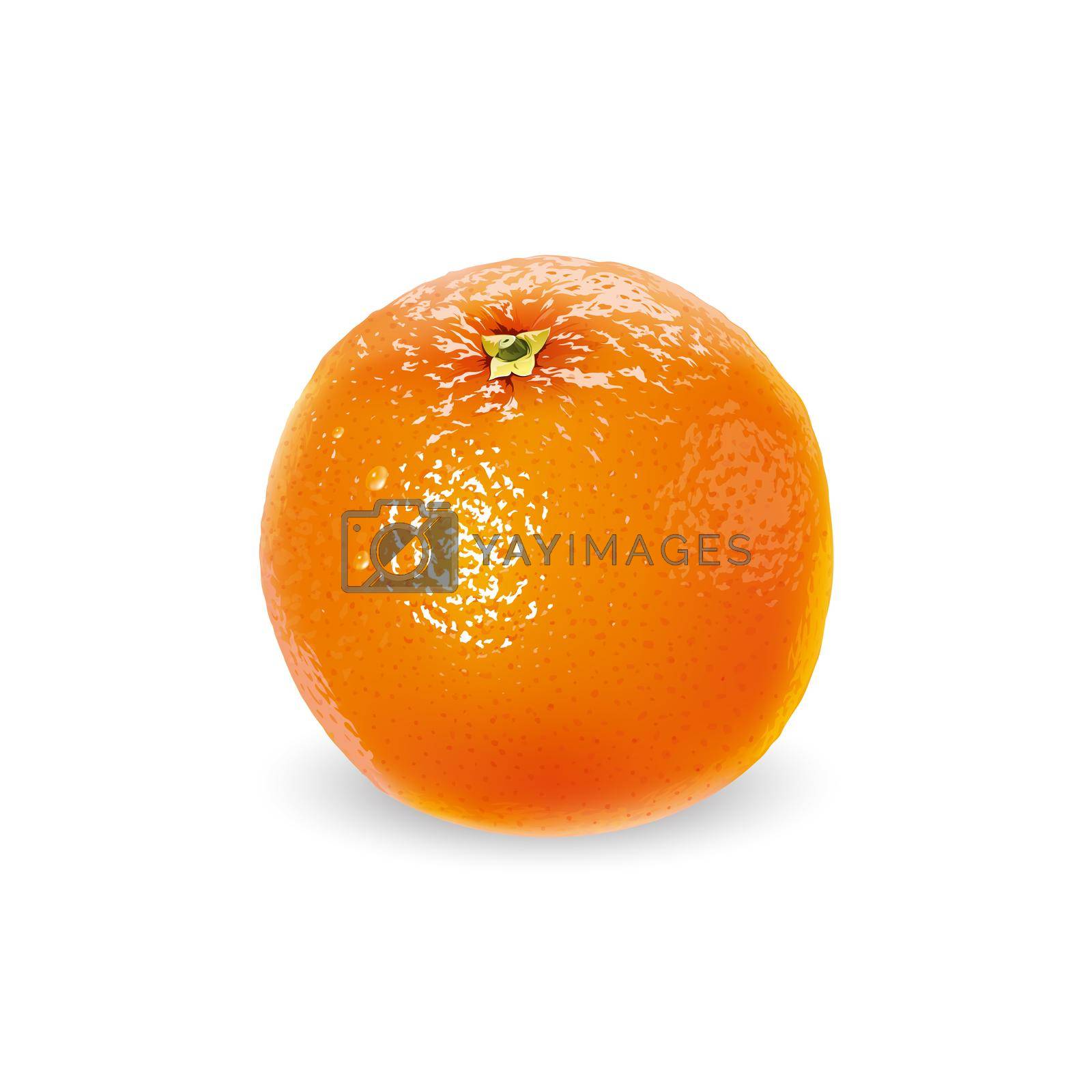 Royalty free image of Fresh unpeeled orange on a white background. by ConceptCafe