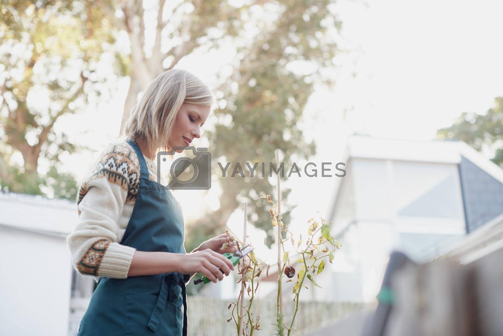 Royalty free image of Gardening is more than a hobby...A young woman busy gardening. by YuriArcurs