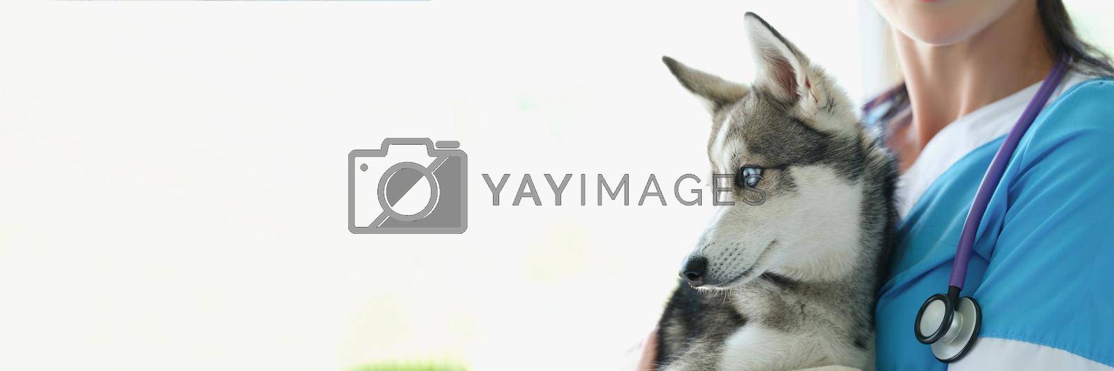 Royalty free image of Veterinarian female smile and hold cute husky in arms by kuprevich