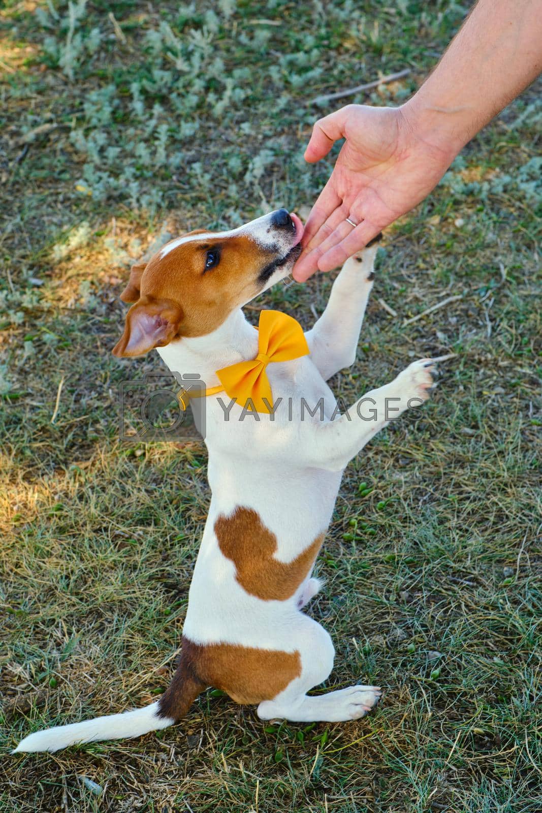Royalty free image of White dog with a Yellow bow tie on the green grass by InnaVlasova