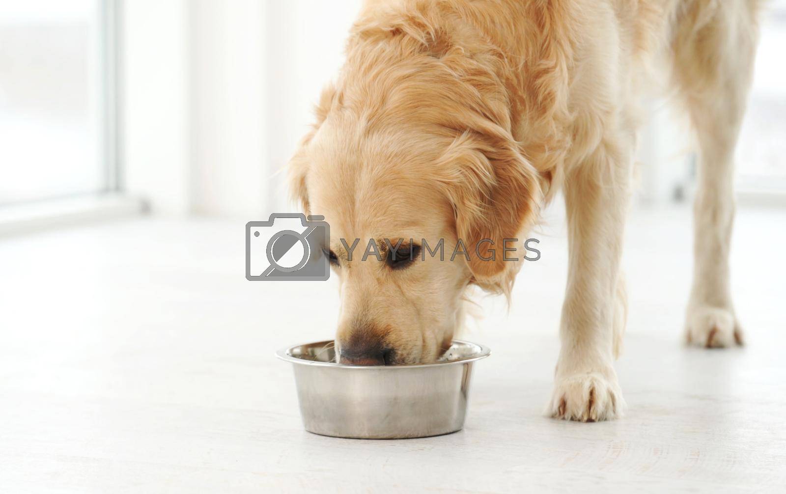 Royalty free image of Golden retriever dog and food by GekaSkr
